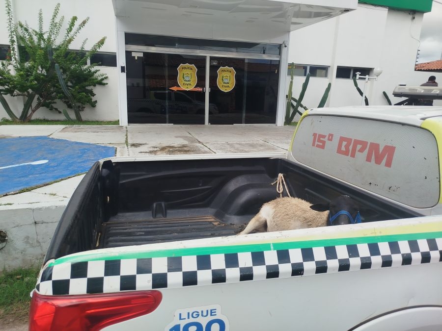 Homem é autuado por receptação após ser flagrado com carneiro de R$ 2 mil furtado na região de Campo Maior